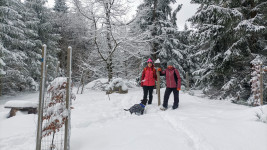 krivy-javor-24-01-18-12-29-09-9zg8e3voyb.jpg
